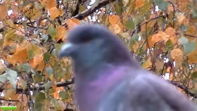 Funny Pigeons 14.10.2011 смотреть онлайн