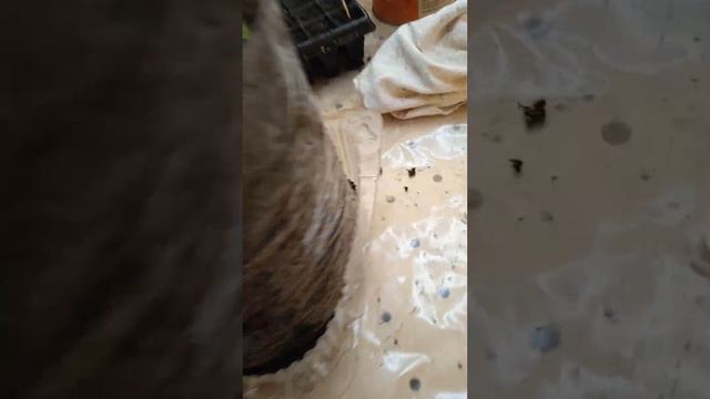 ПРОДОЛЖЕНИЕ ПИКИРОВКИ В " ВАТРУШКУ " НОВОЗЕЛАНДСКИХ ДЕЛЬФИНИУМОВ. смотреть онлайн