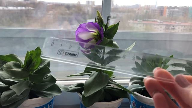 Зацвела эустома в 4 месяца смотреть онлайн
