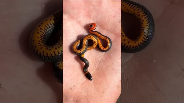 #snake#змея смотреть онлайн