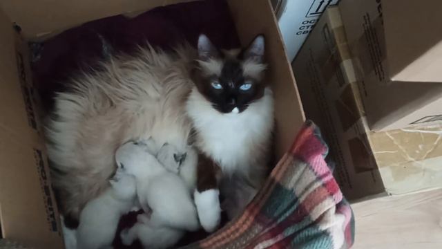 Невская Маскарадная и ее котята смотреть онлайн