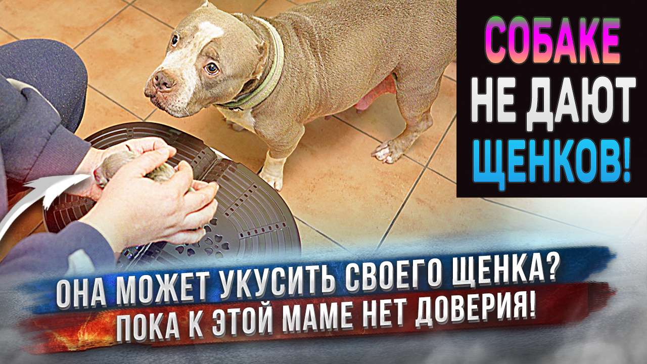 Щенков она не получит! смотреть онлайн