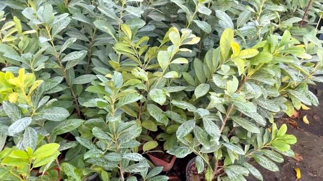 Осенние пересадки в саду. Новые жители вечнозеленого сада. 15.11.23 смотреть онлайн