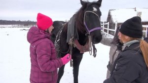 Приучаем к хомуту и шлее молодую лошадь. Подготовка к заездке в сани.