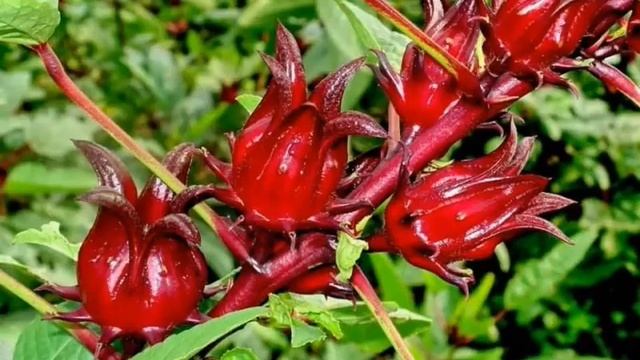 Каркаде повышает или понижает давление? Полезные свойства чая смотреть онлайн