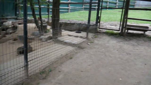 Сонюшенька в экопарке "Зооград" в Пушкинских Горах смотреть онлайн