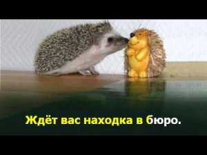 Ёжик резиновый