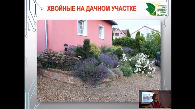 Выращивание хвойных на даче смотреть онлайн