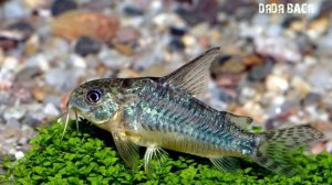 Крапчатый сомик!  Разведение, содержание, размножение!  Corydoras paleatus