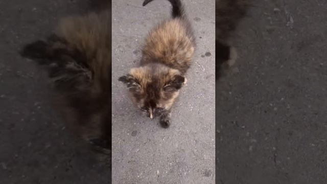 Уличный трехцветный котенок смотреть онлайн