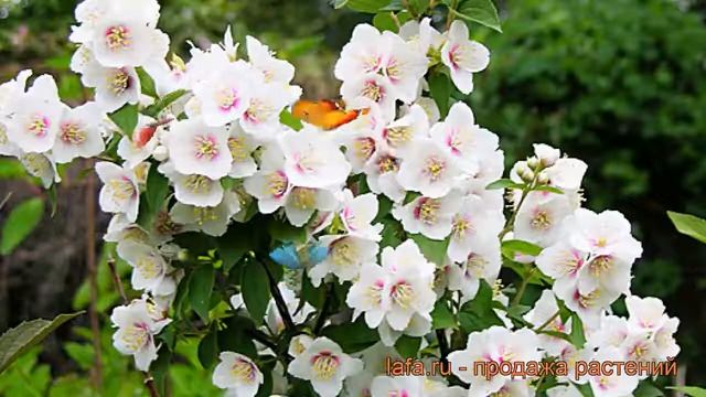 Жасмин садовый Бель Этуаль ? жасмин Бель Этуаль обзор: как сажать саженцы жасмина Бель Этуаль смотреть онлайн