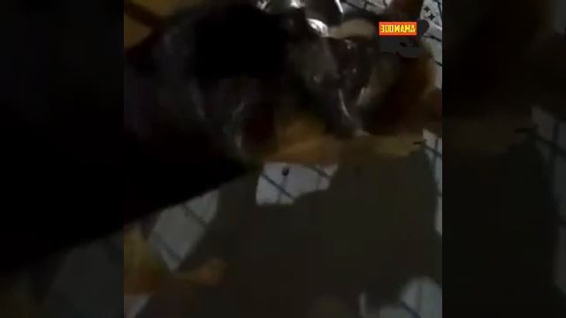 Дефицит общения | Спасёныш Маратик смотреть онлайн