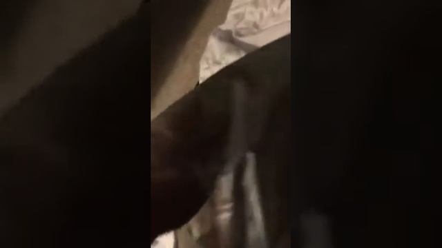 I git a new cat on firday at 11:00a'clock смотреть онлайн