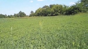 Ответы на вопросы Как и когда сеять люцерну Сколько семян люцерны нужно Какую траву посеять на сено