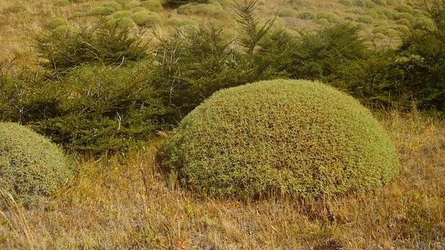 Wild Trees,Shrubs and Flowers Of Patagonia смотреть онлайн