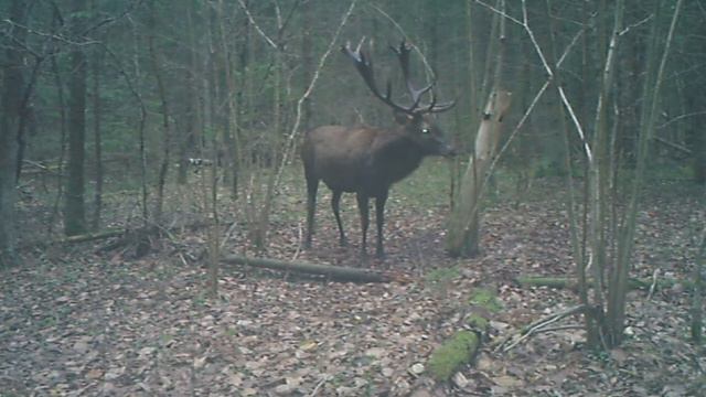 Самец благородного оленя, пристально смотрящий в объектив камеры смотреть онлайн