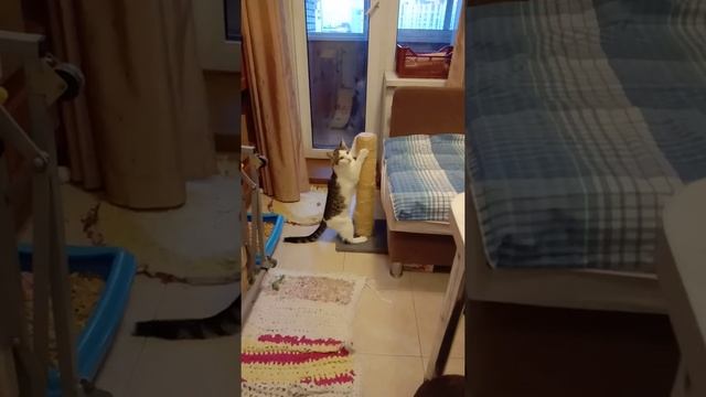 Арсентий1 смотреть онлайн