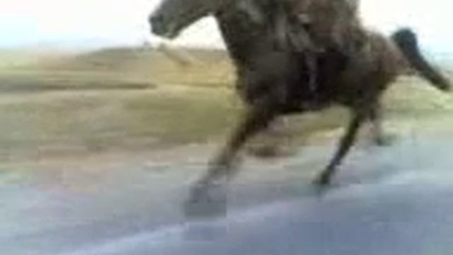 нетипичная махачкала самая быстрая лошадь в мире смотреть онлайн
