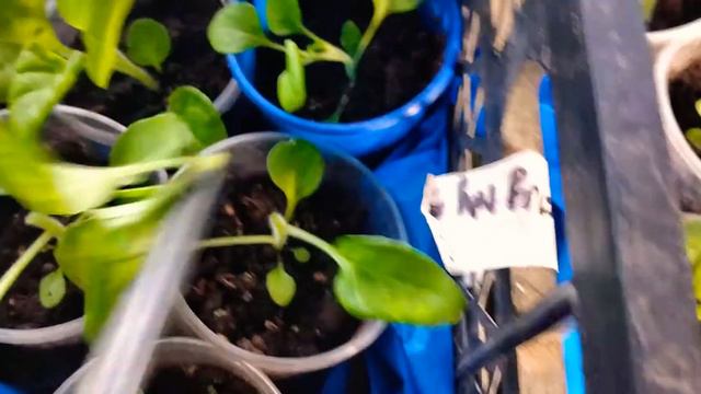 Первая прищипка петунии.