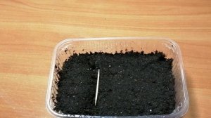 Выращивание целозии гребенчатой на рассаду. Посев семян целозии на рассаду. Часть 1.