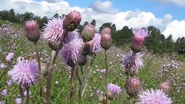 Бодяк полевой ( 2 ) смотреть онлайн