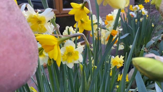 Close up review of different, and some rare, daffodil varieties in flower, includes growing tips смотреть онлайн