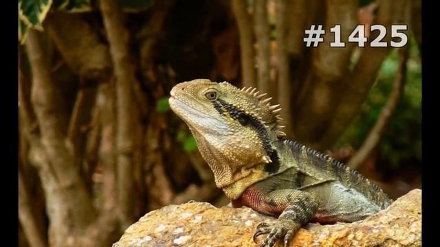 #1425. Ящерицы, игуаны и вараны (В мире животных) смотреть онлайн