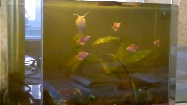 Мой аквариум- Больные рыбки и дети-мутанты.Выпуск №6 смотреть онлайн