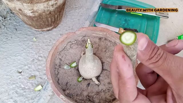 Easiest & Simple Method To Graft Adenium | Desert Rose Plant Grafting | Adenium Obesum Plant