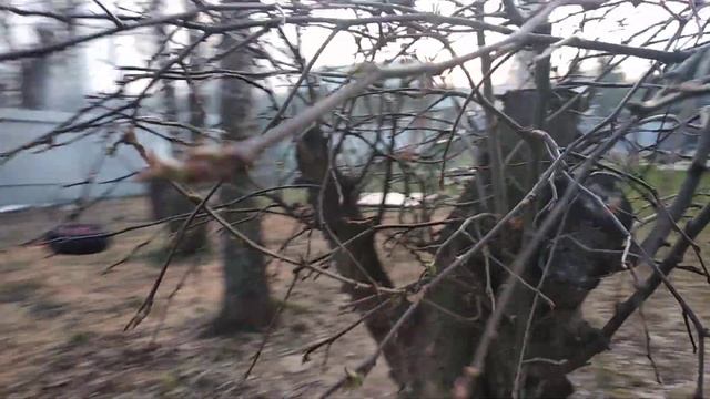 Как перезимовал бонсай ( ниваки ) из яблони дички смотреть онлайн