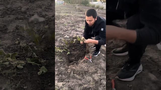Ежевиканы туура ж/а жеңил олтургузуу жолу… смотреть онлайн