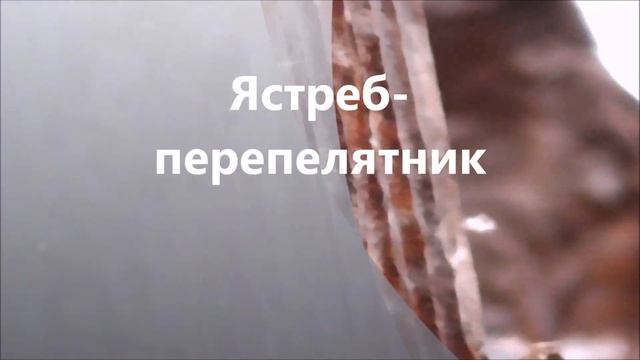 Голуби и ястреб на балконе. смотреть онлайн