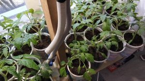 Применение препарата атлет на томатах