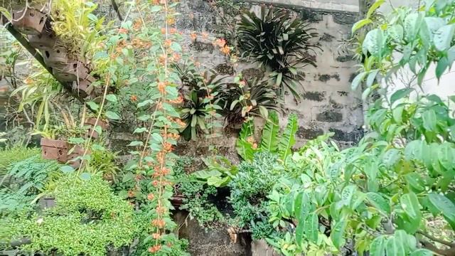 ficus Benjamina bonsai ♥️🌳🌳 смотреть онлайн