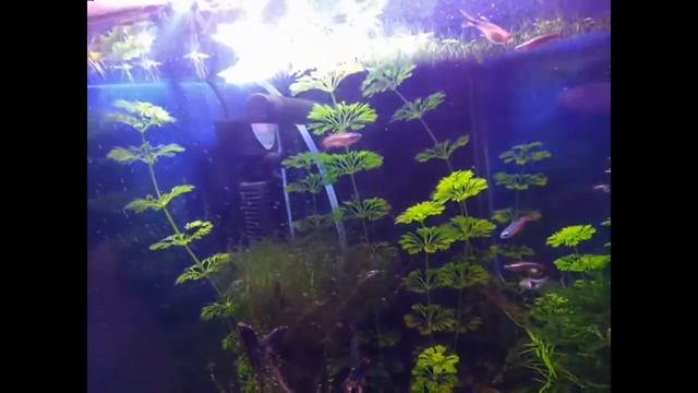Результат по СО2 з лімонки. смотреть онлайн