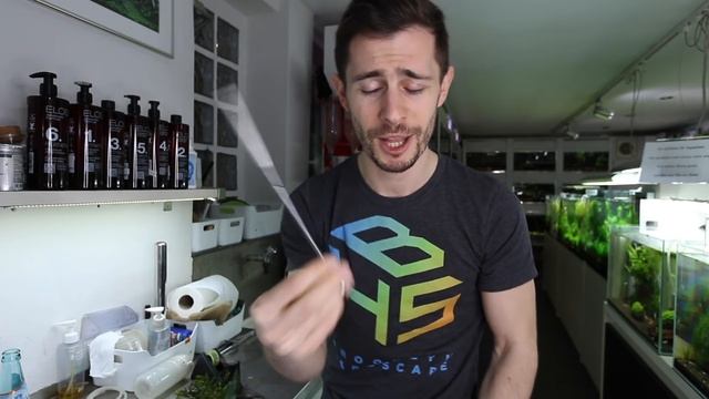 3 Bolbitis heudelotii tricks ? you probably have never heard before смотреть онлайн