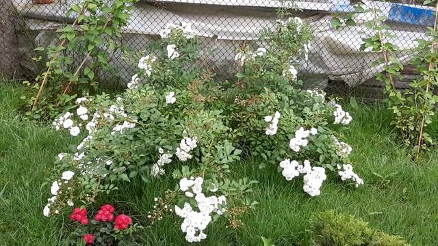 Роза Alba Meillandecor/Alba Meidiland