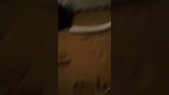 Домашние животные Хорьки смотреть онлайн