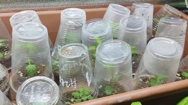 Продолжаю черенковать вегетативки. смотреть онлайн