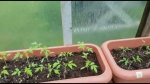 Семидольные листочки желтеют или опадают. Что делать? Подкормки для рассады.