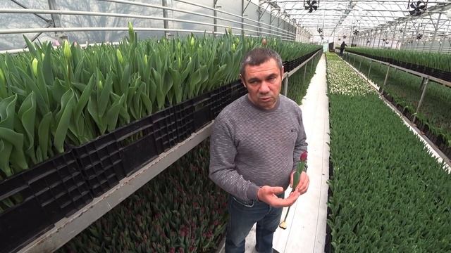 Бизнес на тюльпанах в Краснодарском крае.Белтюльпан. 25 лет в деле смотреть онлайн