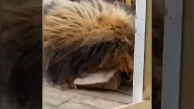 Лев Тигран из Анапы отдыхает на солнышке. смотреть онлайн