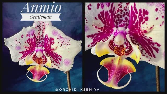 Phal. Anmio Gentleman ? Первое домашнее цветение азиатской орхидеи бабочки Анмио Джентльмен. Обзор смотреть онлайн