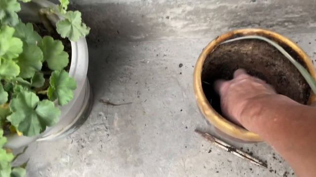 Ананас из кочерыжки. Пересадка, уход. смотреть онлайн