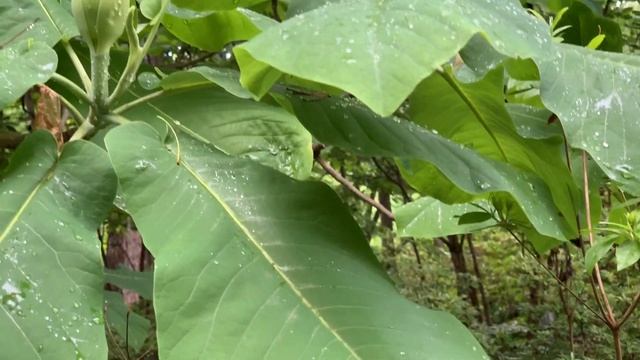 MAGNOLIA MACROPHYLLA (BIG LEAF MAGNOLIA)