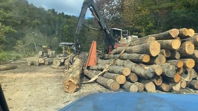 Logging good timber смотреть онлайн