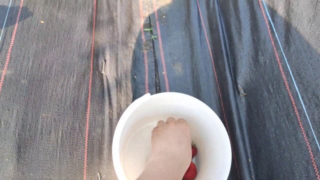Клубника нсд Крапо10 смотреть онлайн