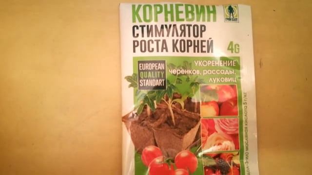 Пересадка винограда в горшки, когда ещё на улице лежит снег. 17.03.18 смотреть онлайн