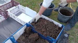 Строим земляничные бугры-грядки из ящиков(обзор второй) Земляничная Исландия.