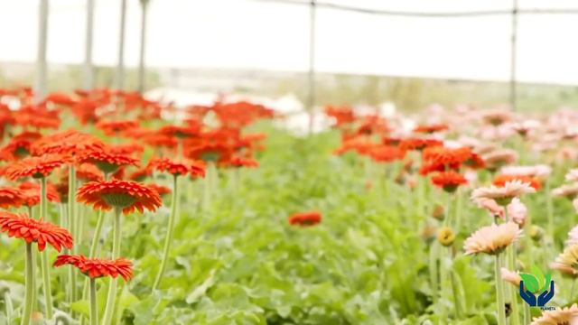 Gerbera: tipos, características, imágenes, hábitat... смотреть онлайн